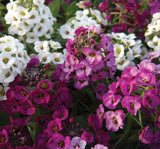 Alyssum Tohumu ( Kraliyet Halısı ) Karışık Renkli - 40 Tohum