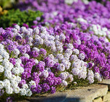 Alyssum Tohumu ( Kraliyet Halısı ) Karışık Renkli - 40 Tohum