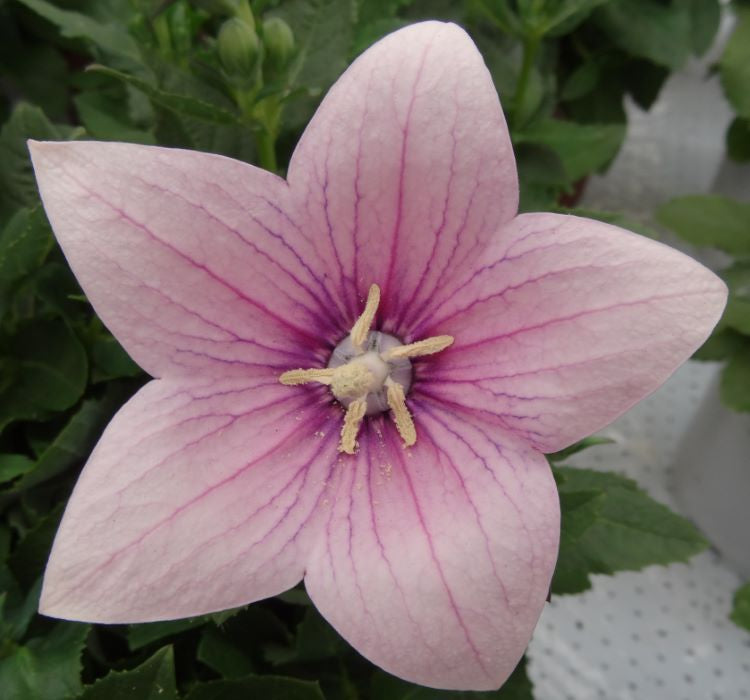 Balon Çiçeği Tohumu ( Büyük Çan Çiçeği ) Pembe Renkli - 5 Tohum