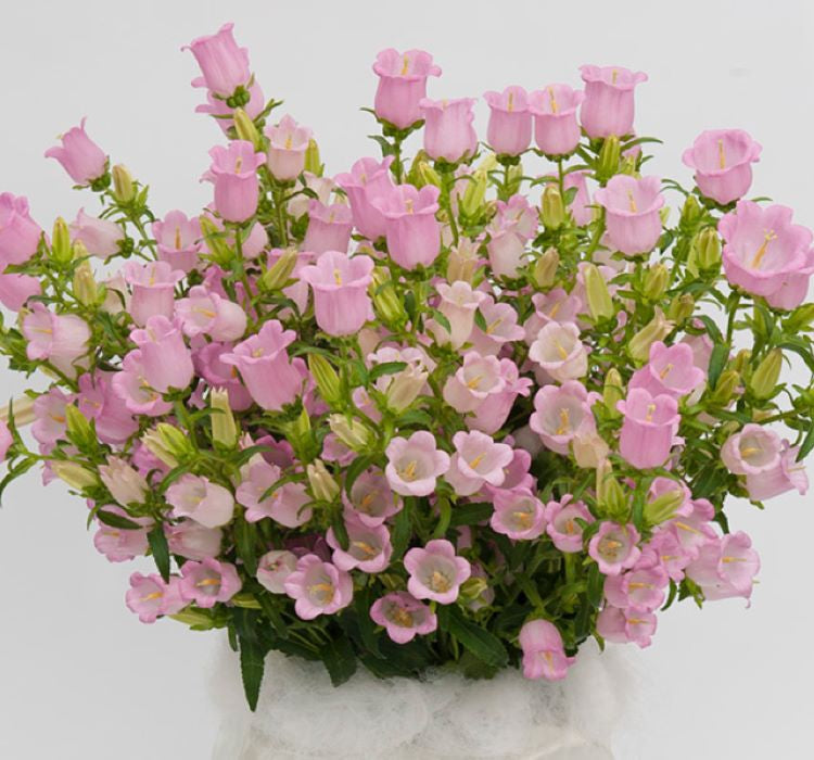 Çan Çiçeği Tohumu ( Mini Maviş ) Pembe Renkli - 5 Tohum