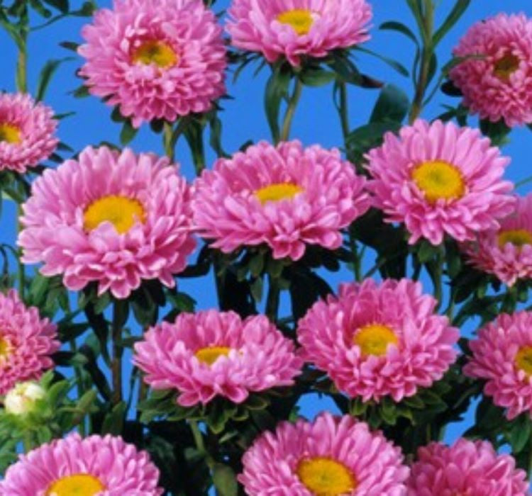 Kesimlik ) Pembe Renkli - 5 Tohum