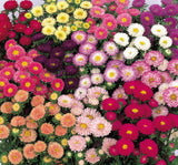Kasımpatı Çiçeği Tohumu ( Uzun boylu, Kesimlik ) Pembe Renkli - 5 Tohum