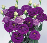 Lisianthus Çiçeği Tohumu ( Katmerli