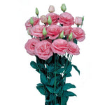 Lisianthus Çiçeği Tohumu ( Katmerli