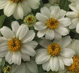 Zinnia Çiçeği Tohumu ( Mini Çiçekli