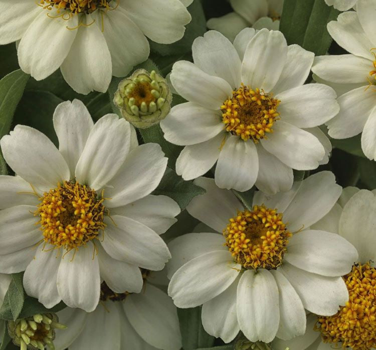 Zinnia Çiçeği Tohumu ( Mini Çiçekli