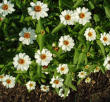 Zinnia Çiçeği Tohumu ( Mini Çiçekli, Kirli Hanım ) Beyaz Renkli - 5 Tohum