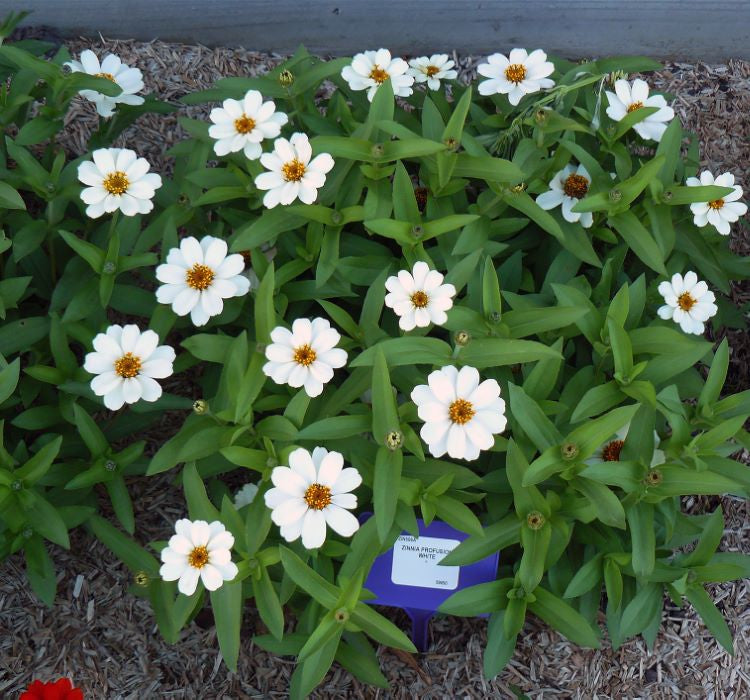 Zinnia Çiçeği Tohumu ( Mini Çiçekli, Kirli Hanım ) Beyaz Renkli - 5 Tohum