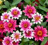 Zinnia Çiçeği Tohumu ( Mini Çiçekli