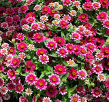 Zinnia Çiçeği Tohumu ( Mini Çiçekli, Kirli Hanım ) Cherry Renkli - 5 Tohum