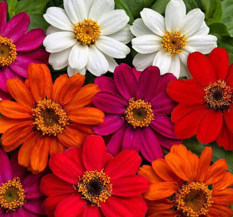 Zinnia Çiçeği Tohumu ( Mini Çiçekli