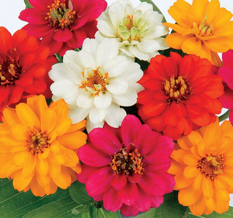 Zinnia Çiçeği Tohumu ( Mini Çiçekli, Kirli Hanım ) Karışık Renkli - 5 Tohum