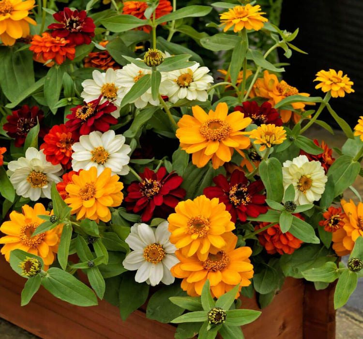 Zinnia Çiçeği Tohumu ( Mini Çiçekli, Kirli Hanım ) Karışık Renkli - 5 Tohum