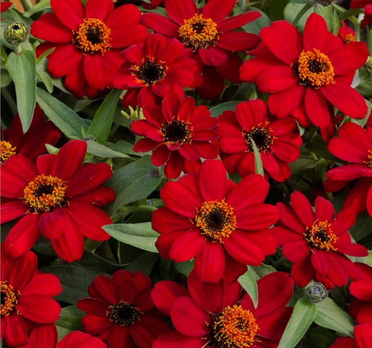 Zinnia Çiçeği Tohumu ( Mini Çiçekli