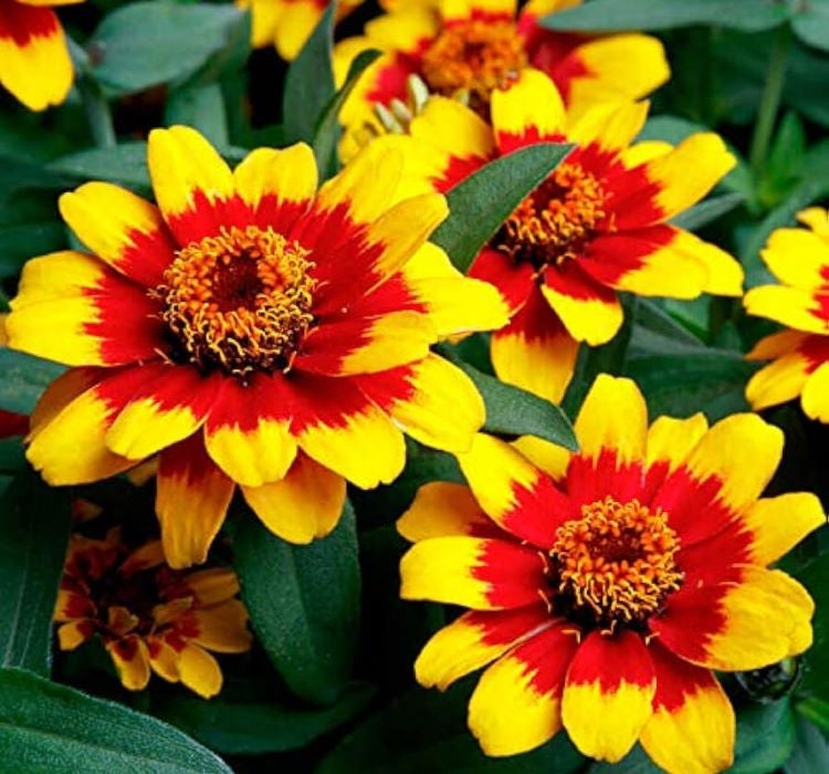 Zinnia Çiçeği Tohumu ( Mini Çiçekli