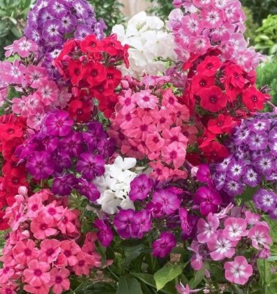 ALEV ÇİÇEĞİ ( ÇOKLU TOHUM ) - 200 Tohum - KARIŞIK Renk