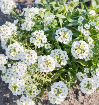 ALYSSUM ( ÇOKLU TOHUM ) - 250 Tohum - BEYAZ Renk
