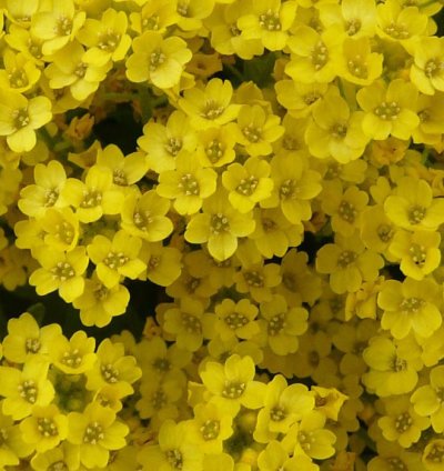 ALYSSUM ( ÇOKLU TOHUM ) - 250 Tohum - SARI Renk